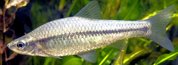 Pseudorasbora parva_02.jpg